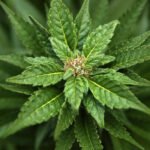 Explorando a Cannabis: saiba mais sobre o THC