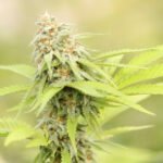 Terpenos: o que são, funções, benefícios e a sua relação com a Cannabis