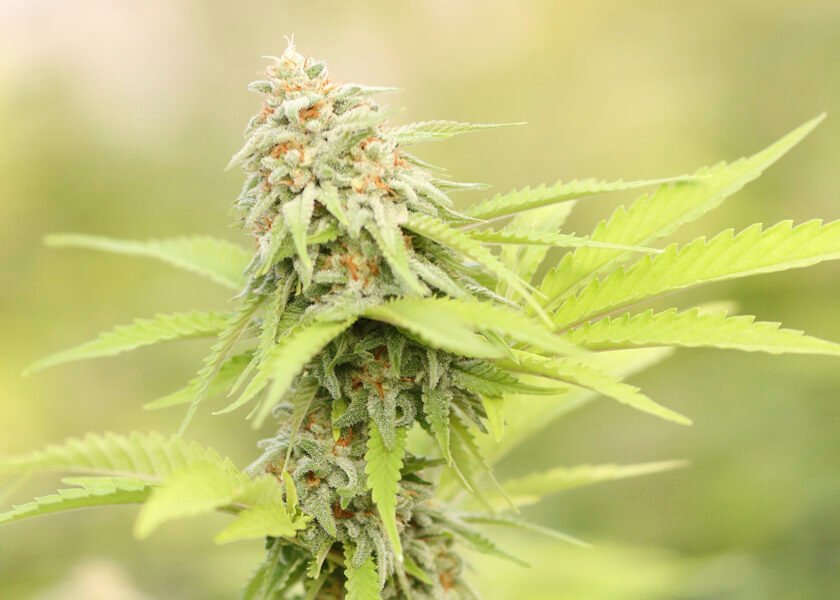 terpenos-cannabis-que-es-terre