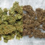 Canabinoides: Descubra o Potencial e os Benefícios dessa Classe de Substâncias