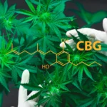 Foco Aprimorado com CBG: Como Potencializar Sua Concentração