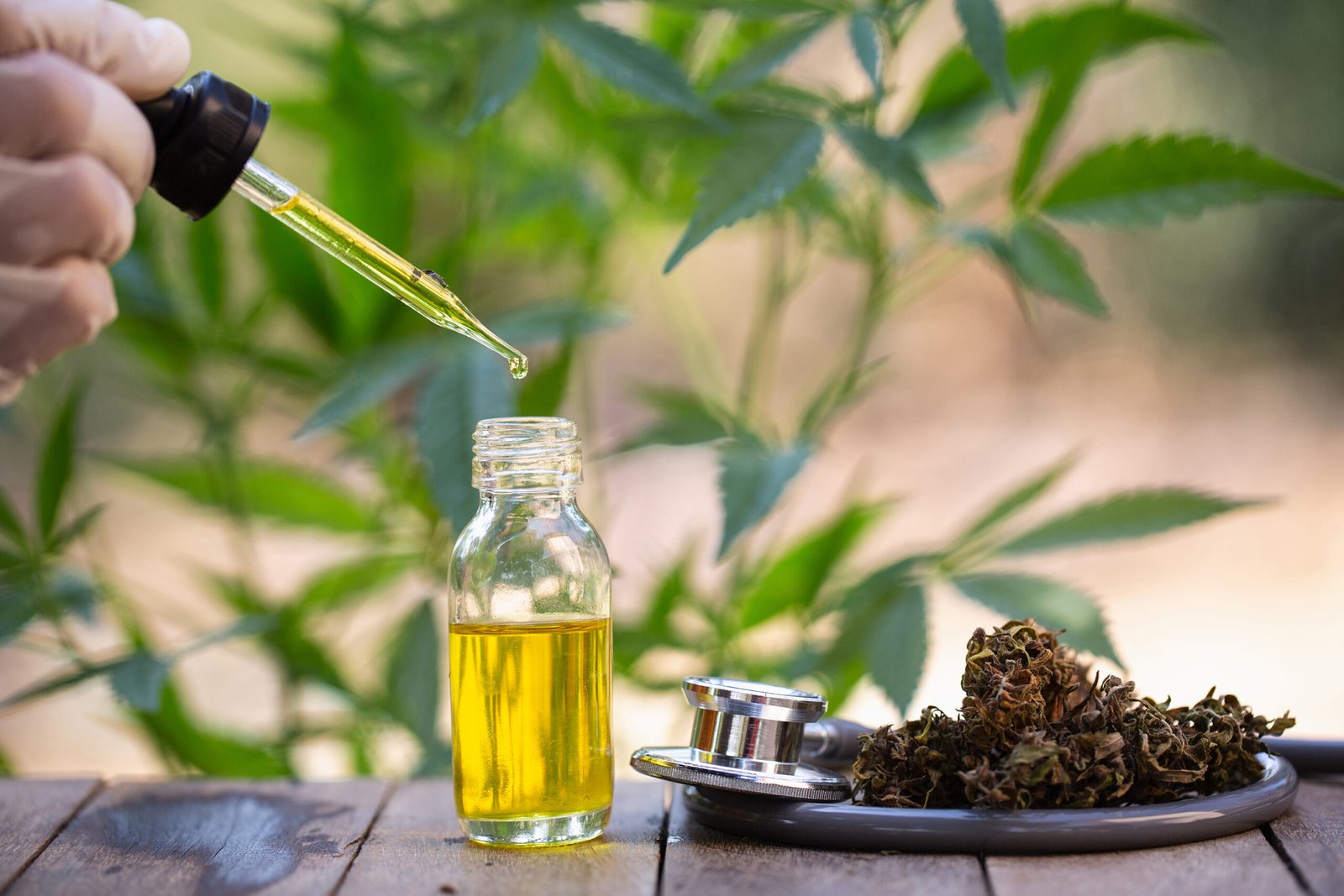 Hemp oil, Medical marijuana products including cannabis leaf, dried bud, cbd  and hash oil over black wood background